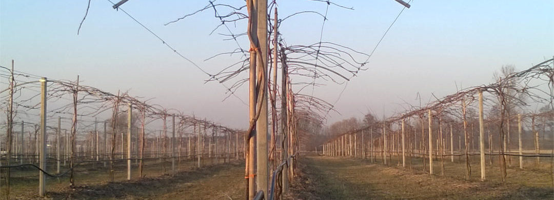 mini-kiwi-pruning2