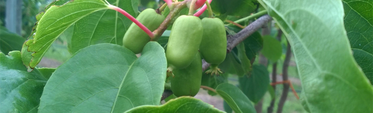 mini-kiwi-farm-jumbo