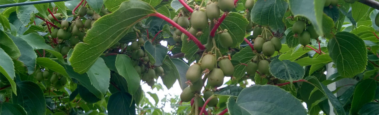 mini-kiwi-weiki