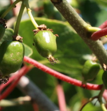 Fast growing of fruits